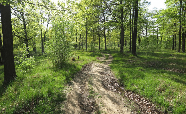 Обои картинки фото природа, дороги, лес, дорога