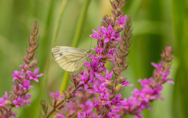Обои картинки фото животные, бабочки,  мотыльки,  моли, бабочка, макро, цветы
