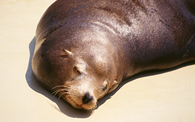 Обои картинки фото животные, тюлени,  морские львы,  морские котики, берег, отдых, морской, котик