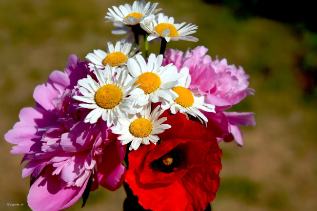 Обои картинки фото цветы, разные вместе, мак, ромашки, пионы