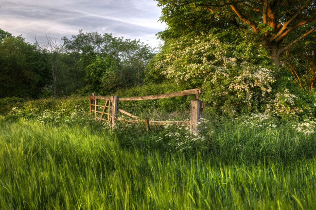 Обои картинки фото природа, лес, простор