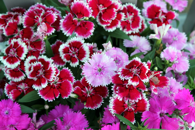 Обои картинки фото цветы, гвоздики, шабо