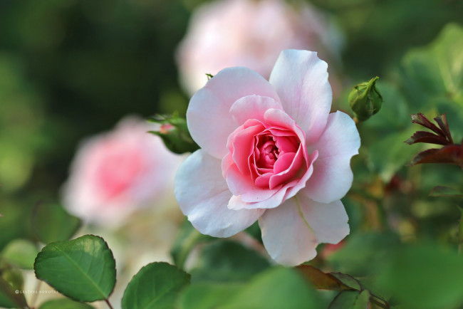 Обои картинки фото цветы, розы, розовый