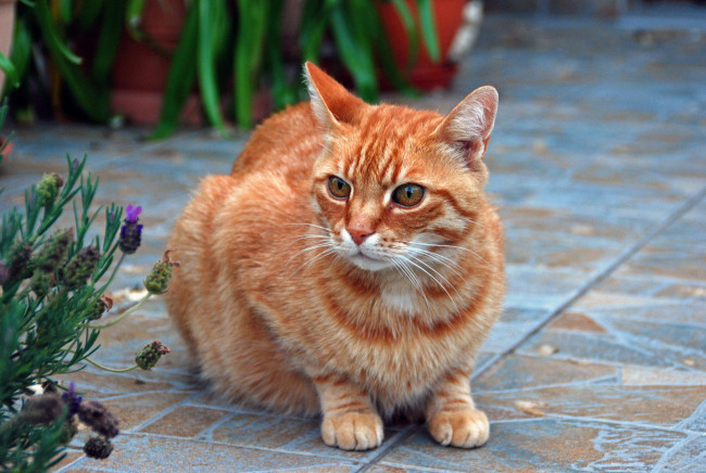 Обои картинки фото рыжий кот, животные, коты, кот, рыжий