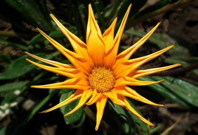 Обои картинки фото цветы, газания, макро, яркий, желтый