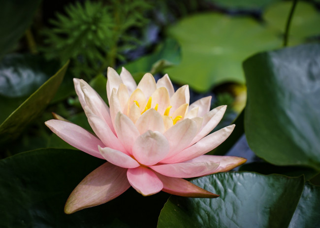 Обои картинки фото цветы, лилии водяные,  нимфеи,  кувшинки, водяная, лилия, нимфея, кувшинка, лепестки, листья