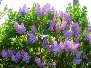 Картинка цветы сирень весна 2018