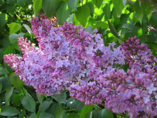 Картинка цветы сирень весна 2018