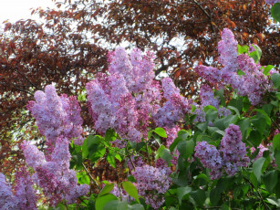 Картинка цветы сирень весна 2018