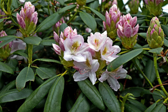 Картинка цветы рододендроны+ азалии куст