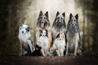 Картинка животные собаки природа друзья