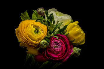 Картинка цветы ранункулюс+ азиатский+лютик ранункулюс лютик букет