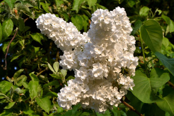 Картинка цветы сирень белый ветка