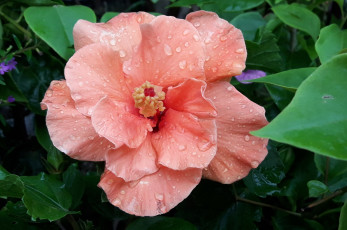 Картинка цветы гибискусы макро