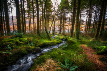 Картинка природа лес простор