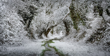 Картинка природа зима снег лес