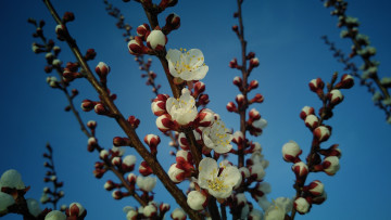 Картинка цветы цветущие+деревья+ +кустарники весна 2018