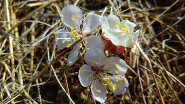 Картинка цветы цветущие+деревья+ +кустарники весна 2018