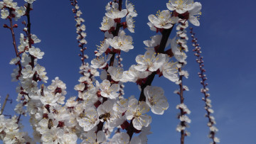 Картинка цветы цветущие+деревья+ +кустарники весна 2018