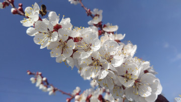 Картинка цветы цветущие+деревья+ +кустарники весна 2018