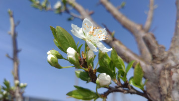 Картинка цветы цветущие+деревья+ +кустарники весна 2018