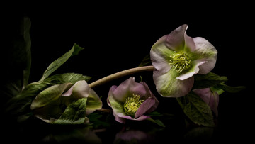 обоя цветы, геллеборус , морозник