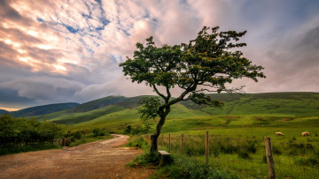 Картинка природа деревья простор