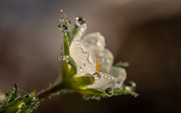обоя цветы, цветущие овощи,  ягоды, макро, фон, природа, роса, цветок, капли