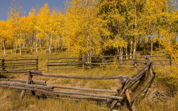Картинка природа лес осень забор деревья