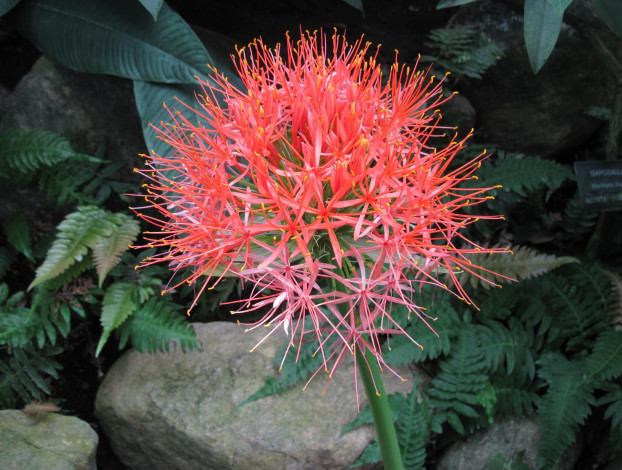 Обои картинки фото цветы, соцветие, папоротник, листья, розовый, камни