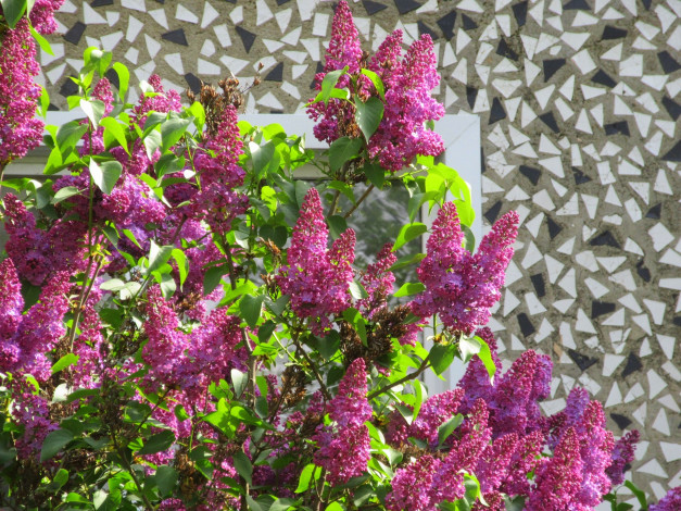 Обои картинки фото цветы, сирень, весна, 2018