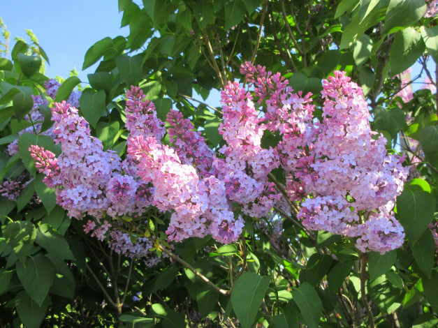 Обои картинки фото цветы, сирень, весна, 2018