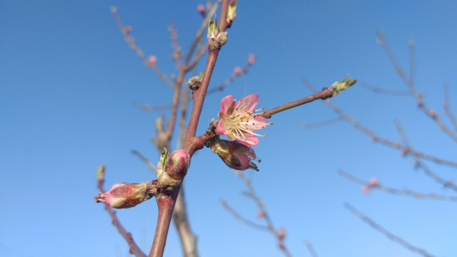 Обои картинки фото цветы, цветущие деревья ,  кустарники, весна, 2018