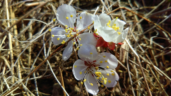 Обои картинки фото цветы, цветущие деревья ,  кустарники, весна, 2018