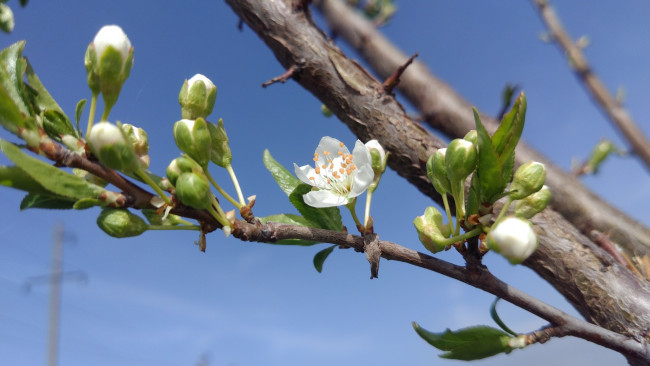 Обои картинки фото цветы, цветущие деревья ,  кустарники, весна, 2018