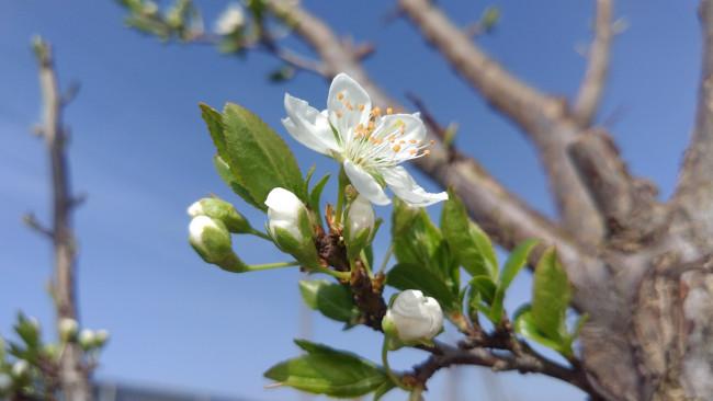 Обои картинки фото цветы, цветущие деревья ,  кустарники, весна, 2018