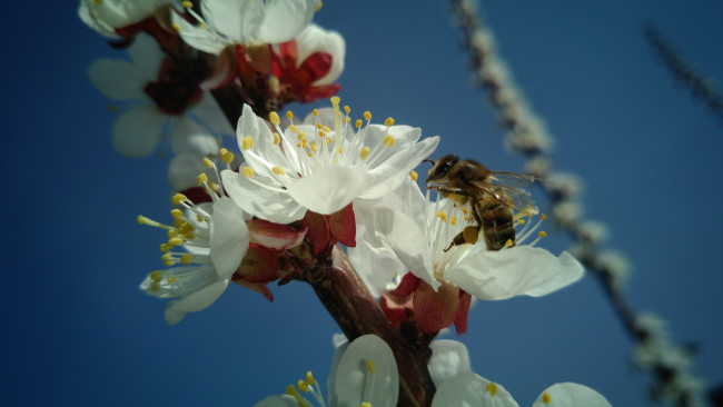 Обои картинки фото цветы, цветущие деревья ,  кустарники, весна, 2018