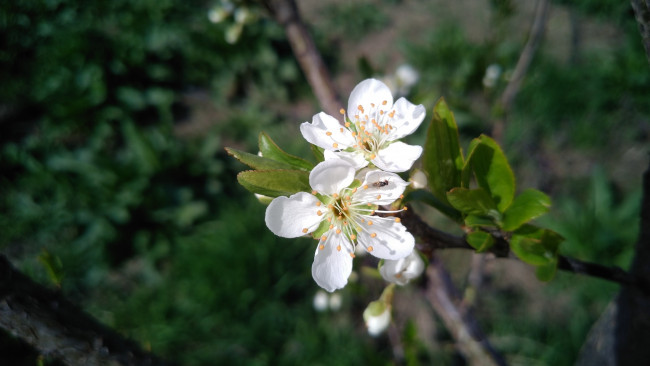 Обои картинки фото цветы, цветущие деревья ,  кустарники, весна, 2018