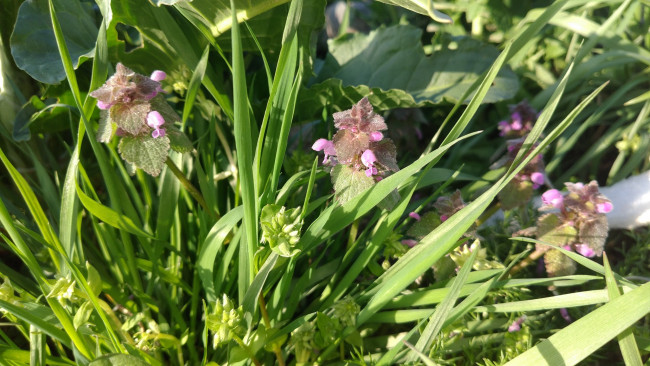 Обои картинки фото цветы, луговые , полевые,  цветы, весна, 2018
