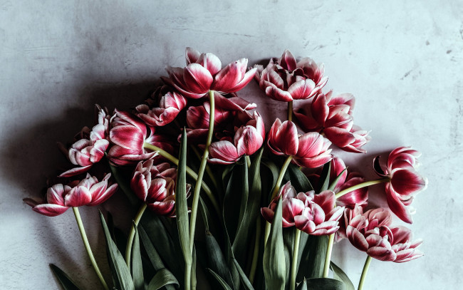 Обои картинки фото цветы, тюльпаны, бутоны