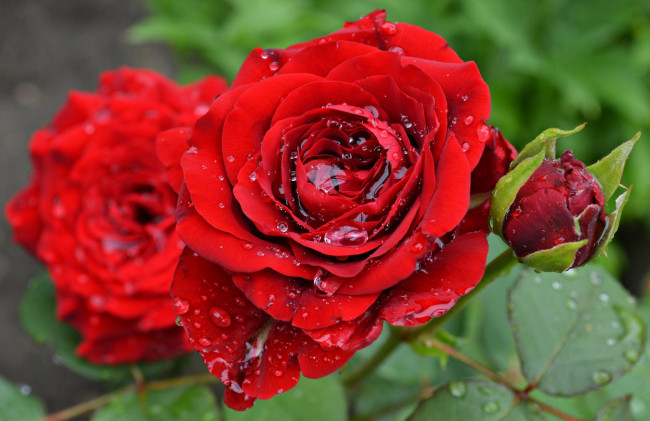 Обои картинки фото цветы, розы, капли