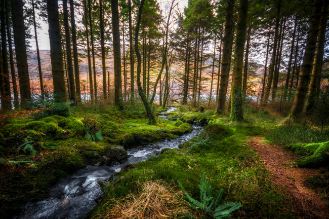 Обои картинки фото природа, лес, простор