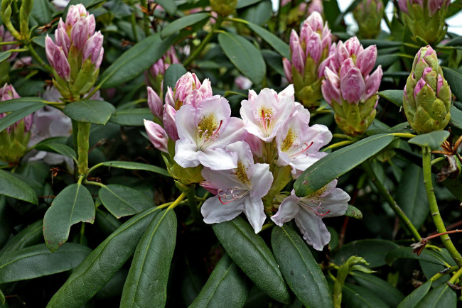 Обои картинки фото цветы, рододендроны , азалии, куст