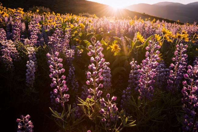 Обои картинки фото цветы, разные вместе, свет, утро