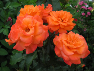 Картинка цветы розы персиковые макро