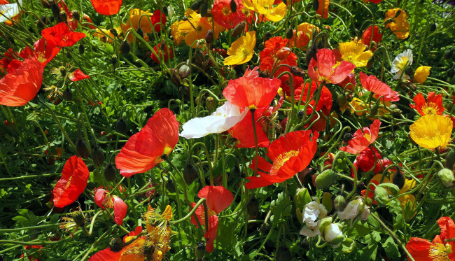 Обои картинки фото цветы, маки, разноцветные, лето