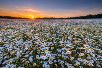 Картинка природа поля поле ромашки закат