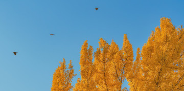 Картинка природа деревья осень