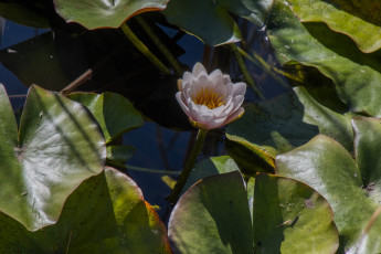 обоя цветы, лилии водяные,  нимфеи,  кувшинки, вода, лилия, бутон, листья