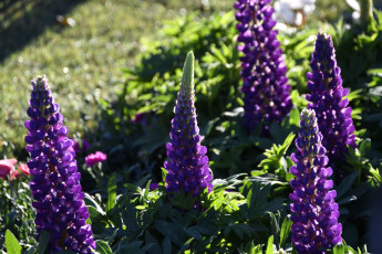 обоя цветы, люпин, лиловый